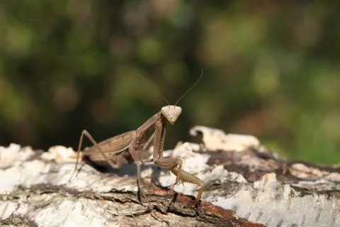Mantis Stock Photos