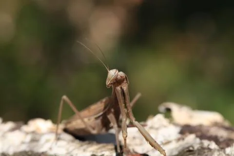 Mantis Stock Photos
