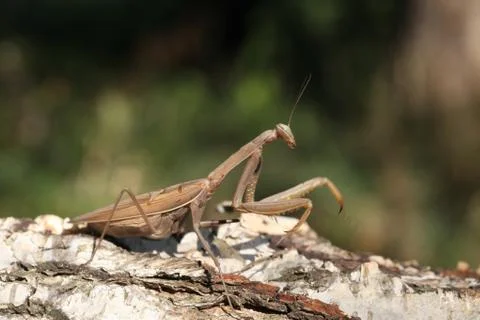 Mantis Stock Photos