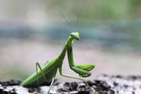 Mantis Stock Photos