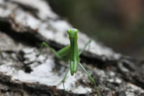 Mantis Stock Photos