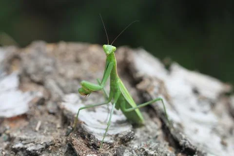 Mantis Stock Photos