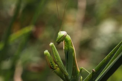 Mantis Stock Photos