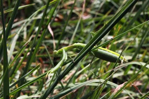 Mantis Stock Photos