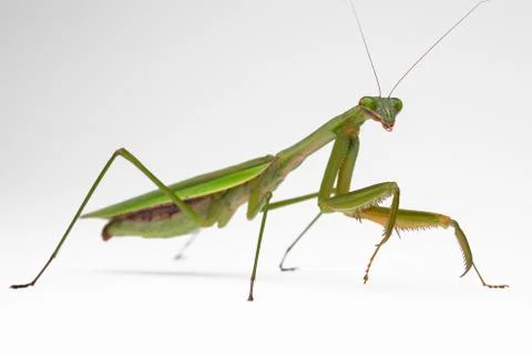 Mantis Stock Photos