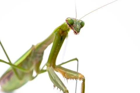 Mantis Stock Photos