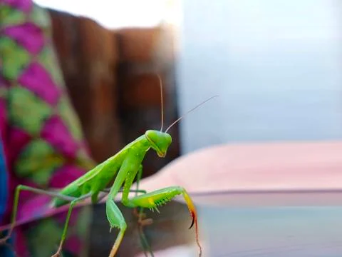 MANTIS Stock Photos