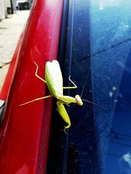 Mantis Stock Photos