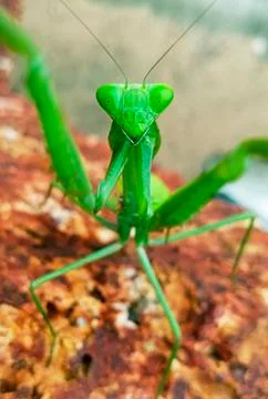 MANTIS Stock Photos