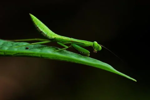 Mantis Stock Photos