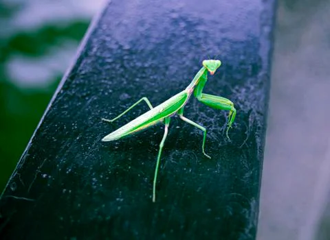 Mantis Stock Photos