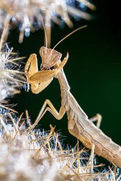 Mantis Stock Photos