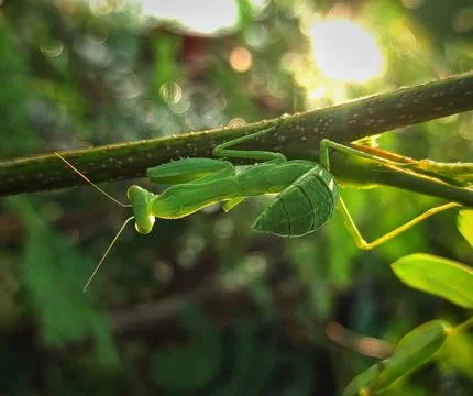Mantis Stock Photos