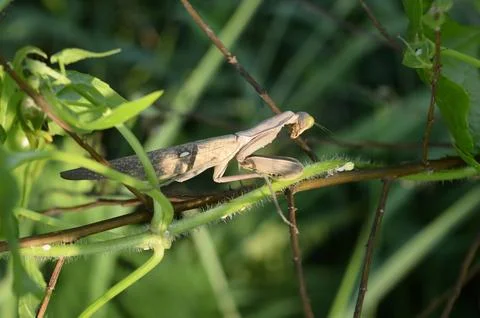 The mantis Stock Photos