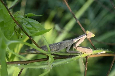 Mantis Stock Photos