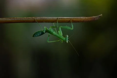 Mantis Stock Photos