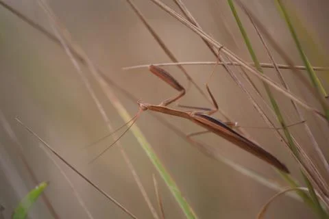 Mantis on the plant. Stock Photos