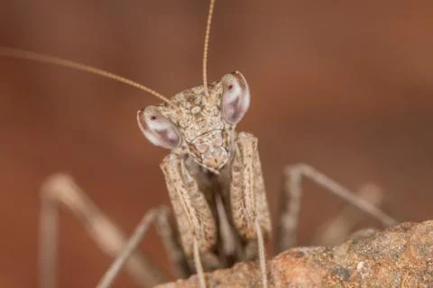 A mantis portrait Stock Photos
