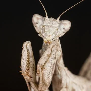 A mantis portrait Stock Photos
