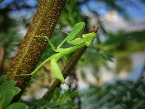 Mantis pose Stock Photos