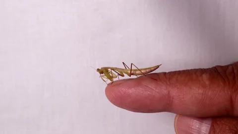 Mantis. praying mantis isolated. praying mantis on white background. insects Stock Footage 141698432