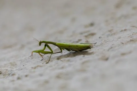 Mantis, a predator insect, close-up on a light background Foto stock