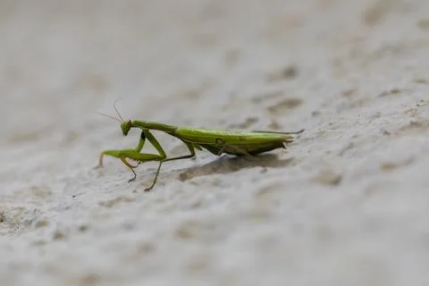Mantis, a predator insect, close-up on a light background Foto stock