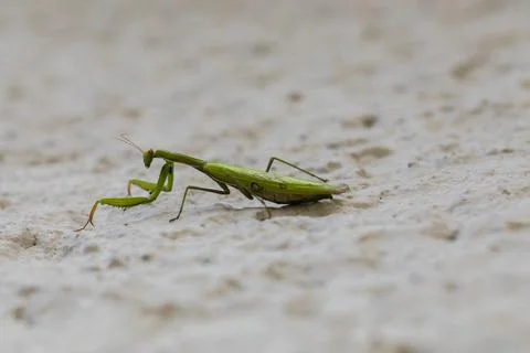 Mantis, a predator insect, close-up on a light background 스톡 사진
