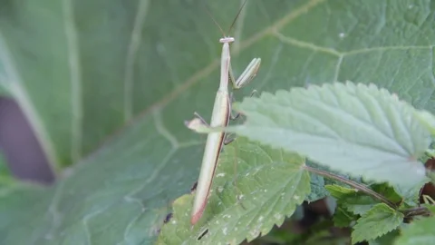 Mantis. Predatory insect. Mantis religiosa Video stock 80243352