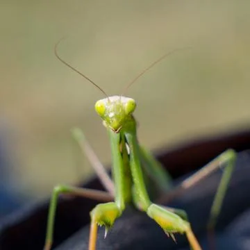 Mantis ready for photography Фото