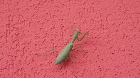 Mantis on the red wall Stock Footage 97863182