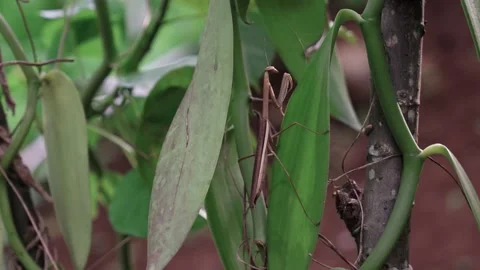 (Mantis religiosa) chilling on a vanilla tree leaf on a cloudy da Stock Footage 314681769