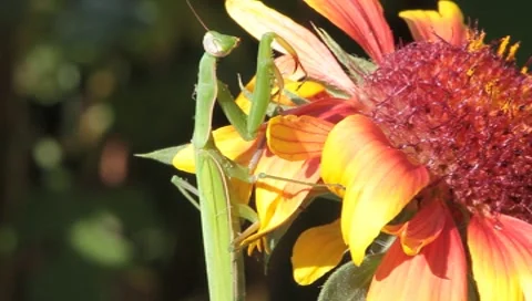 Mantis religiosa eating ants on a splendid flower Stock Footage 8651011