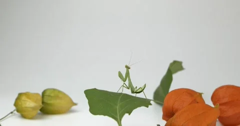 Mantis Religiosa Stock Footage 160719441