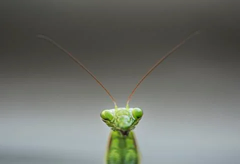 Mantis religiosa head Stock Photos