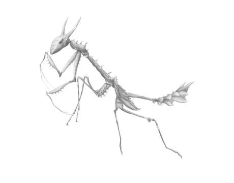 Mantis religiosa Stock Illustration