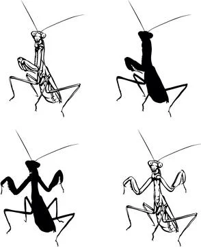 Mantis religiosa Stock Illustration
