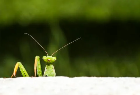 Mantis religiosa looking Stock Photos