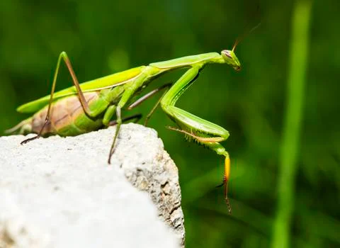 Mantis religiosa looking Stock Photos