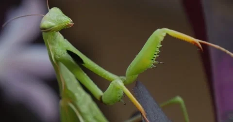 Mantis Religiosa Macro Close Up is Not Moving Legs Head Close Up Antennas Stock Footage 53825104