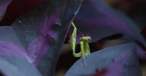 Mantis Religiosa Macro Mantis is Raising His Legs to the Violet Leaf is Moving Stock Footage 53819323