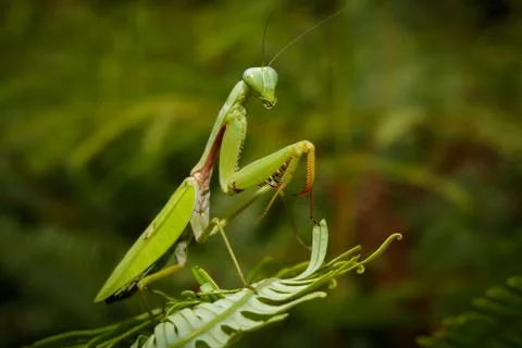 Mantis religiosa Stock Photos
