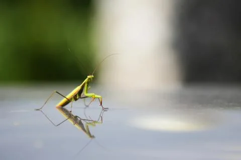 Mantis Religiosa Stock Photos