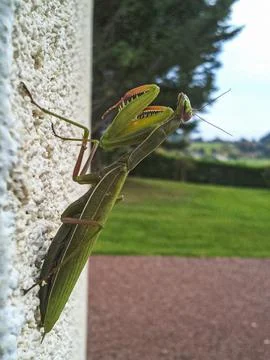 Mantis religiosa Photos