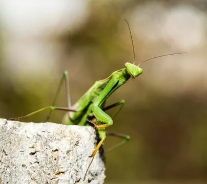 Mantis religiosa posing Stock Photos