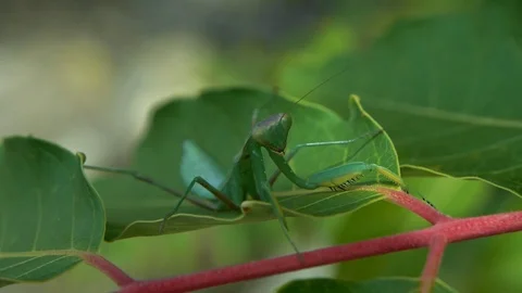 Mantis Religiosa sits on a leaf Stock Footage 95962611