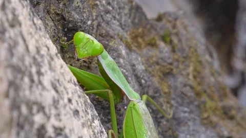Mantis religiosa sitting on rock. large predatory insect Stock-Footage 98763159