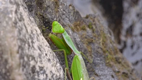 Mantis religiosa sitting on rock. large predatory insect Stock Footage 98763529