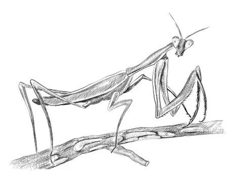Mantis religiosa sitting on tree, side view Stock Illustration