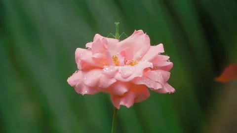 Mantis on Rose 動画素材 237426853